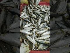 100% Net Weight 100-120g BQF Frozen Whole Sardines